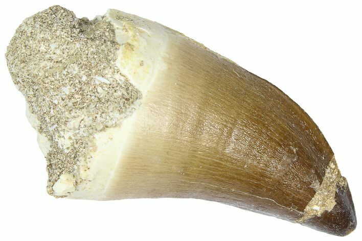 Large, Fossil Mosasaur (Thalassotitan) Tooth - Morocco #364158